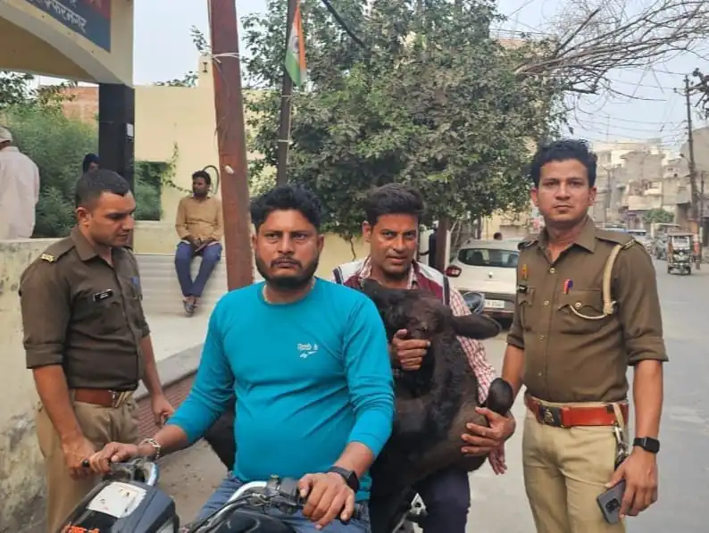 गाय के बछड़े को अज्ञात वाहन ने मारी टक्कर