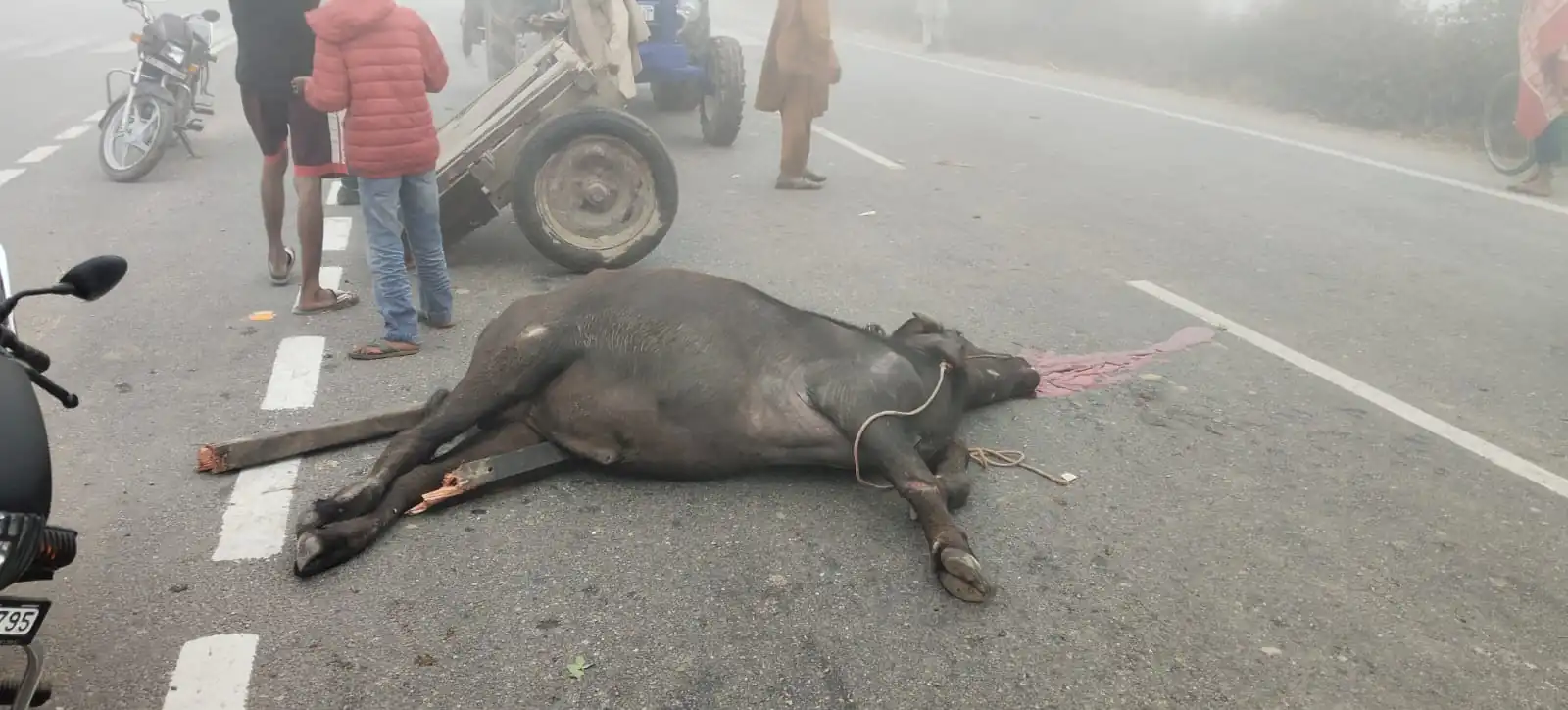 मुजफ्फरनगर में कोहरे ने ली भैंसे की जान