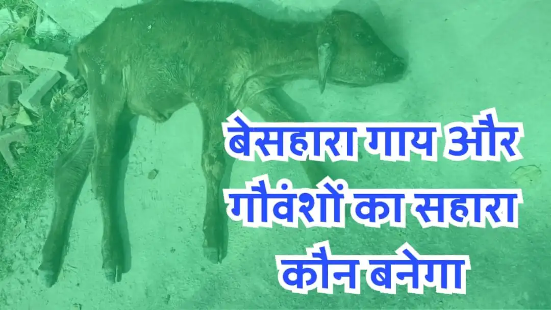 मुजफ्फरनगर में घूमते बेसहारा गौवंश